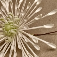 Chrysanthemum spider hvid kunstig retro blomst.